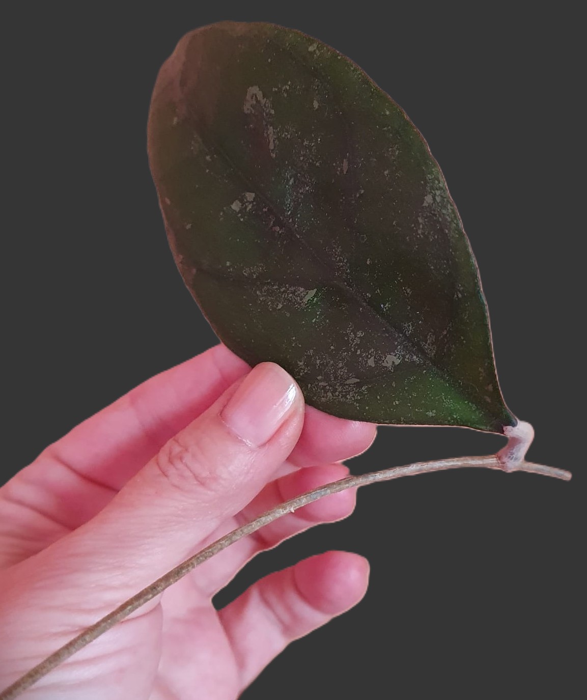 p様　HOYA2種 Hoya Finlaysonii sp. Chicken Farm splash leaves