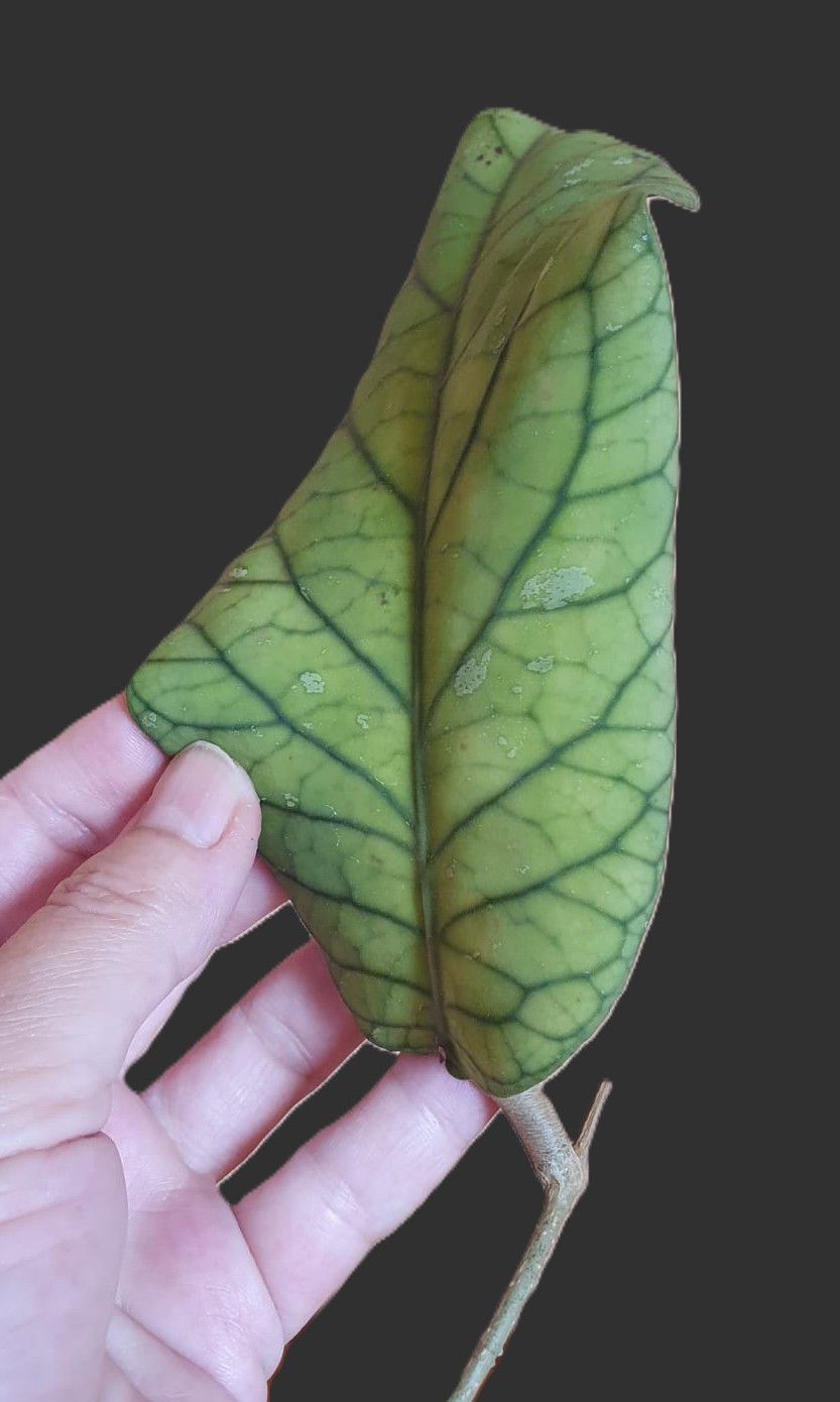 Hoya Meredithii GPS 1105