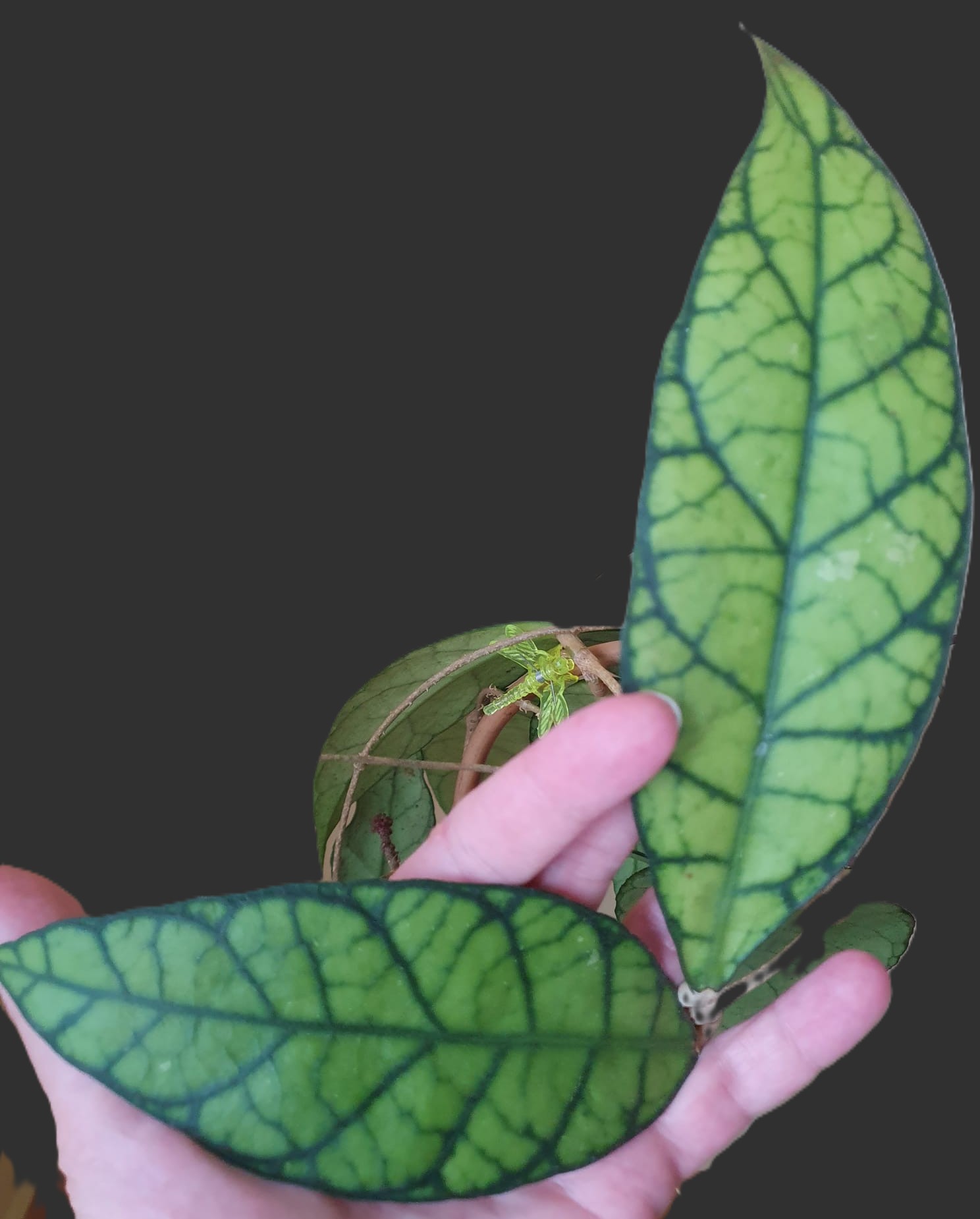Hoya Callistophylla big leaves (Sabah, Borneo) Hoya Callistophylla big leaves (Sabah, Borneo)