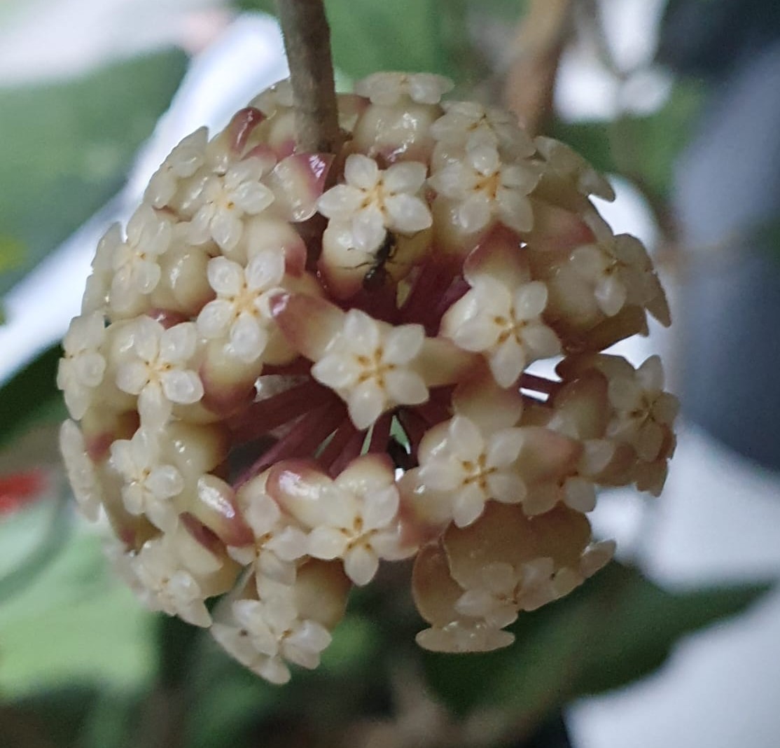 My experience growing different varieties of hoya Lacunosa