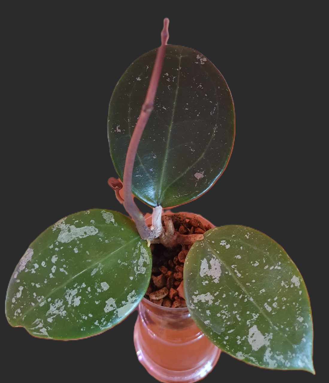 Hoya Verticillata (heart shaped leaves)