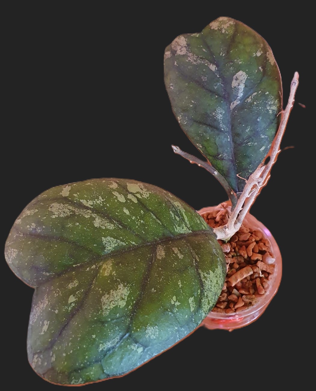 Hoya Deykeae