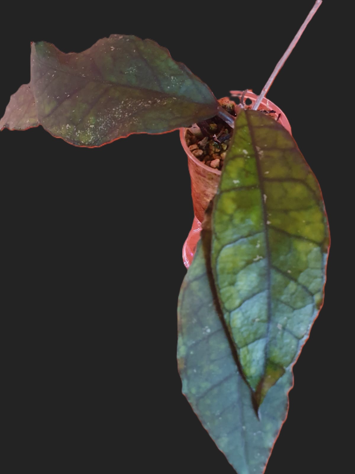 Hoya Finlaysonii sp. Nong Nooch IML1541