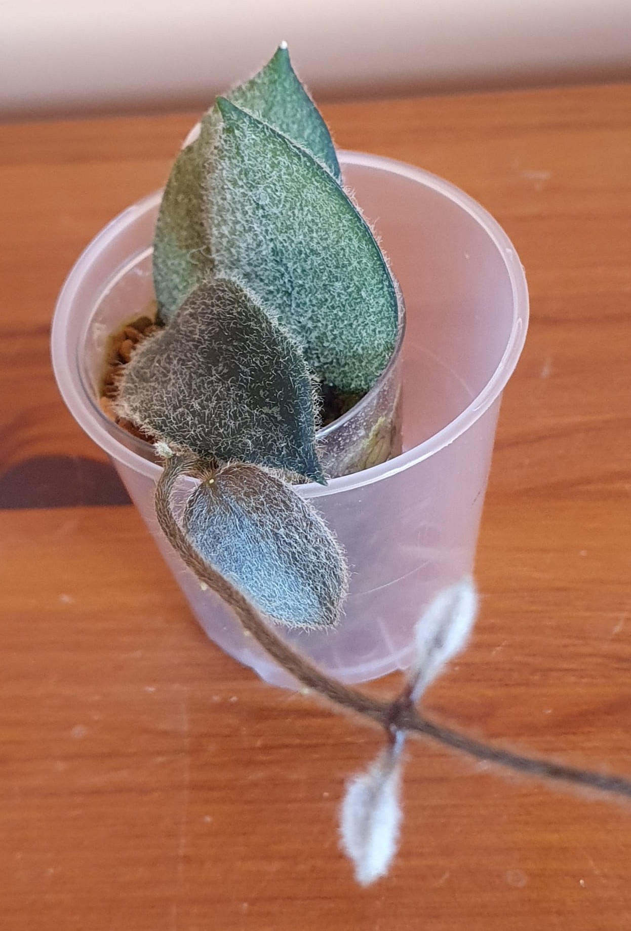 Hoya aff. Thomsonii Pink Flowers (aff. Lyi) cutting 10.10.2025 before transplanting