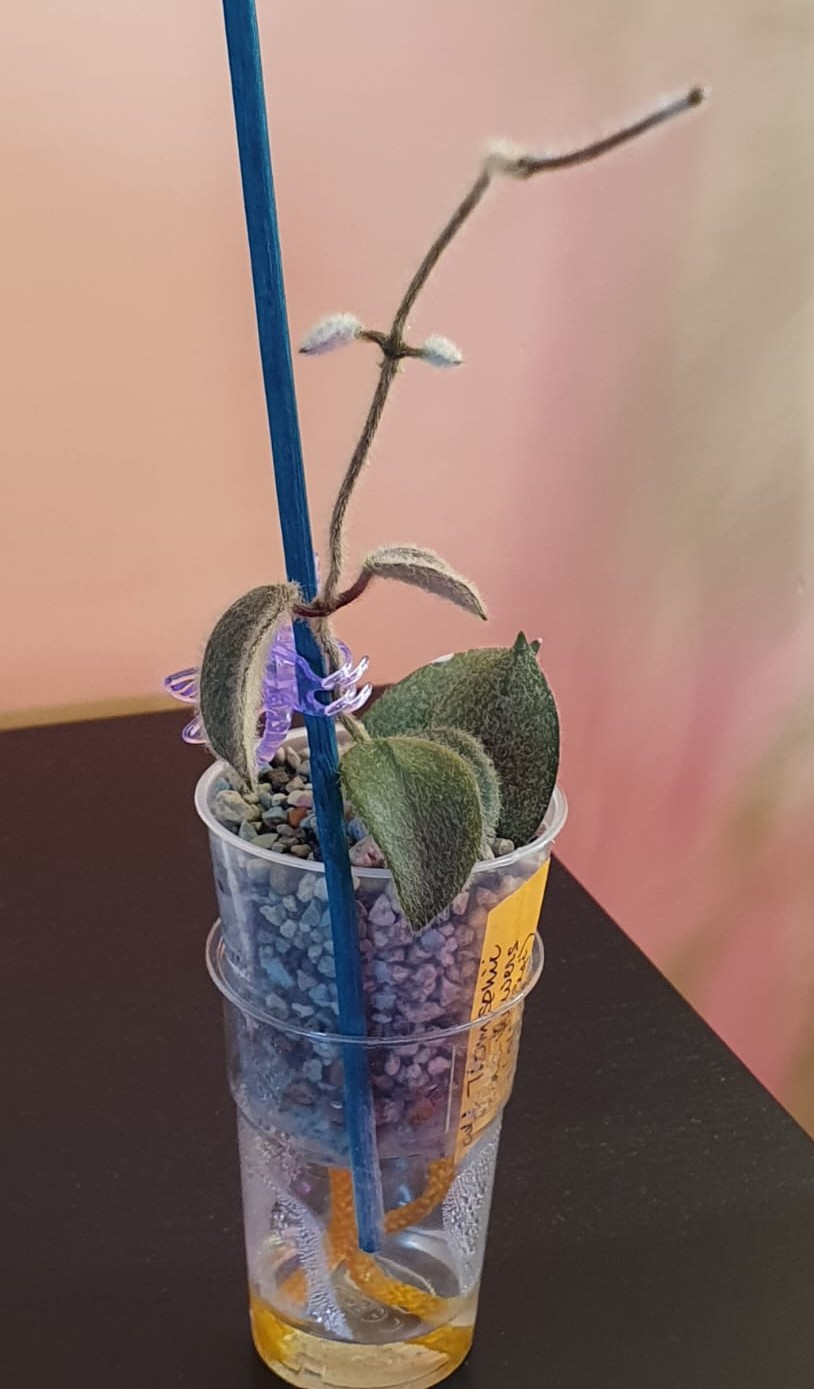 Hoya aff. Thomsonii Pink Flowers (aff. Lyi) cutting 20.10.2025 after transplanting