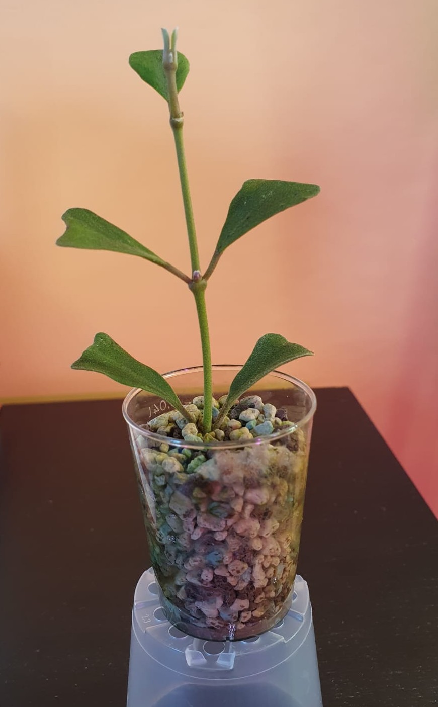 Hoya Manipurensis cutting not yet transplanted