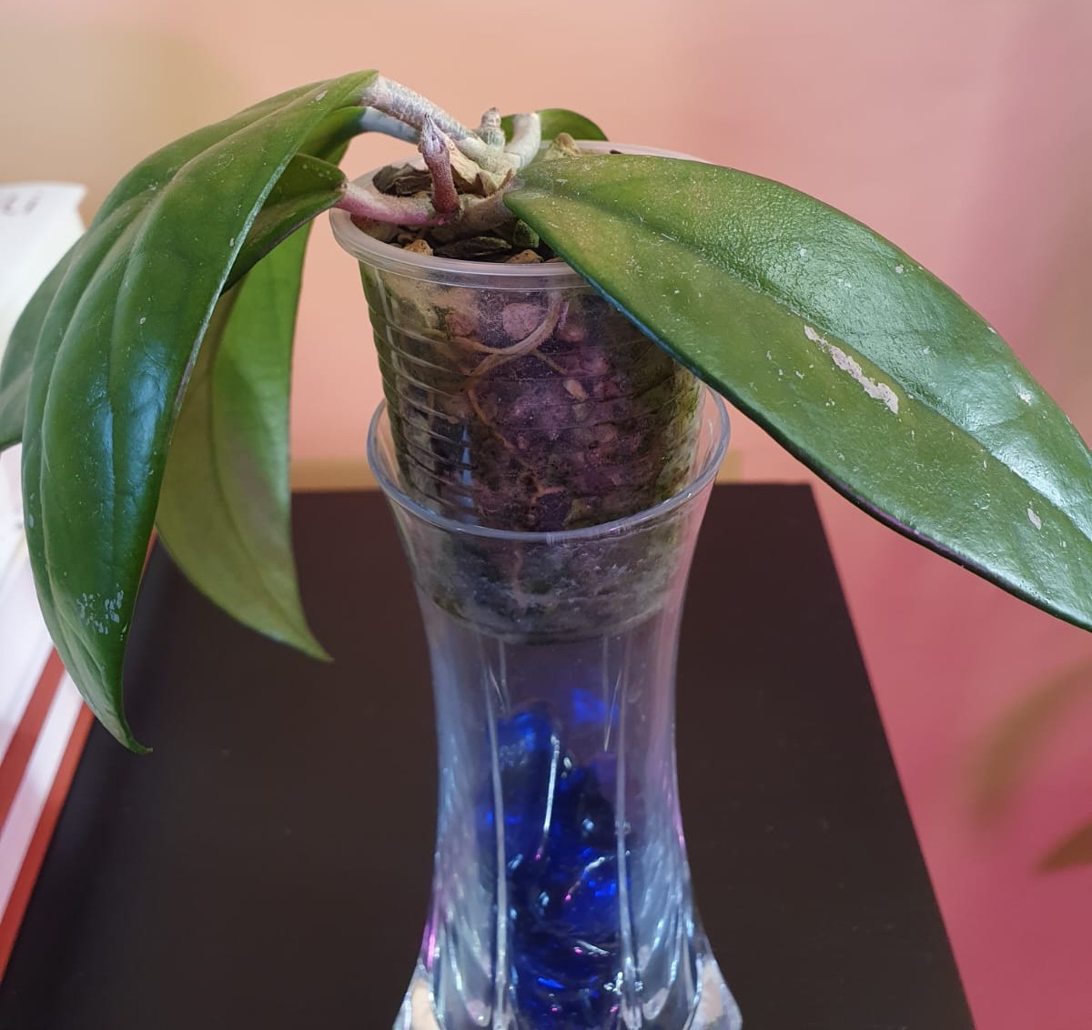 Hoya cutting of unknown variety not yet transplanted