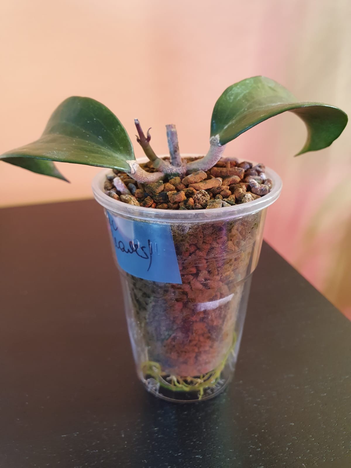 Hoya Merrillii cutting not yet transplanted