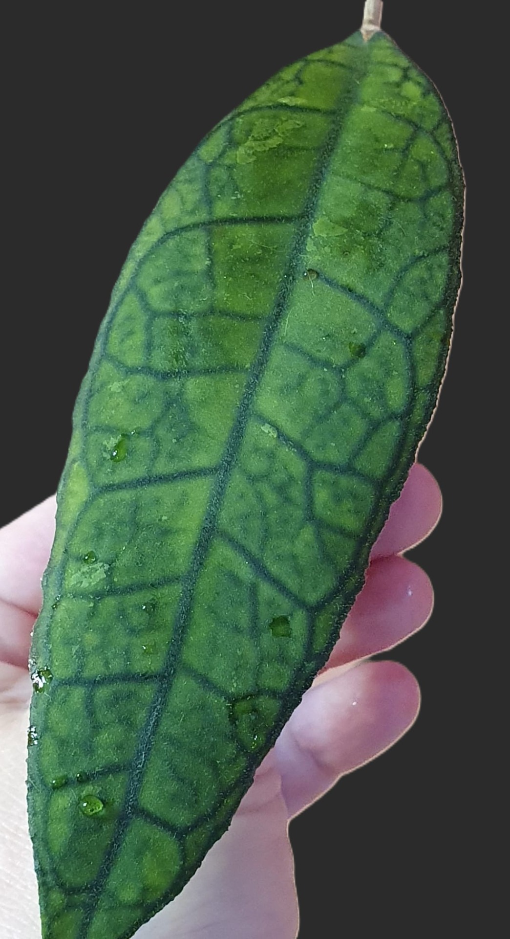 Hoya Finlaysonii sp.