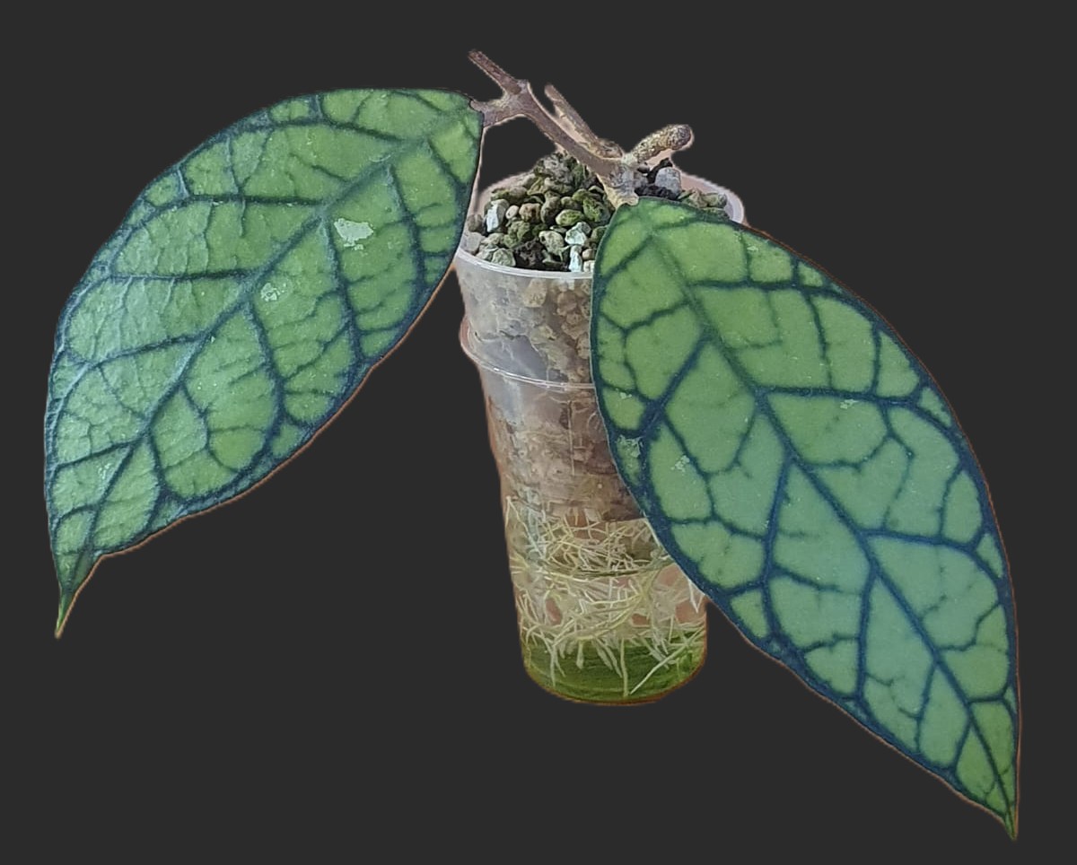 Hoya Callistophylla big leaves (Sabah, Borneo)