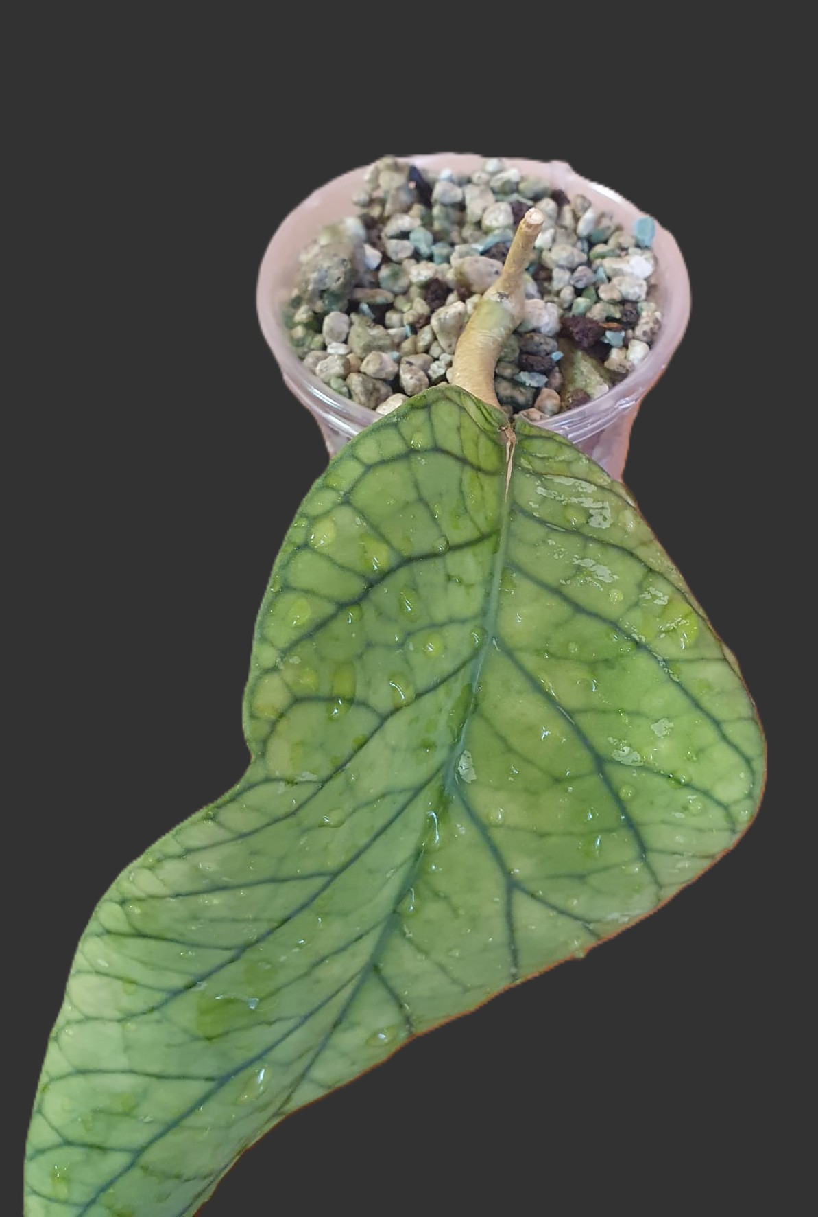 Hoya Meredithii GPS1105