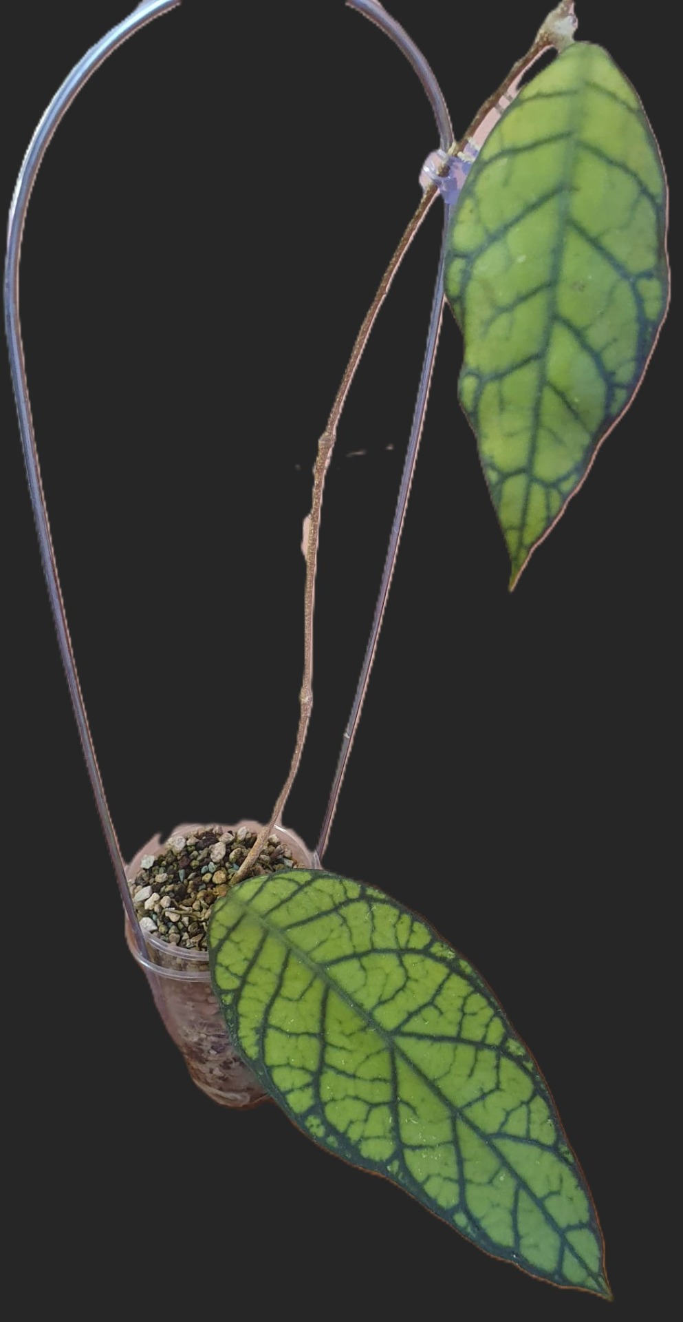 Hoya Callistophylla big leaves (Sabah, Borneo)