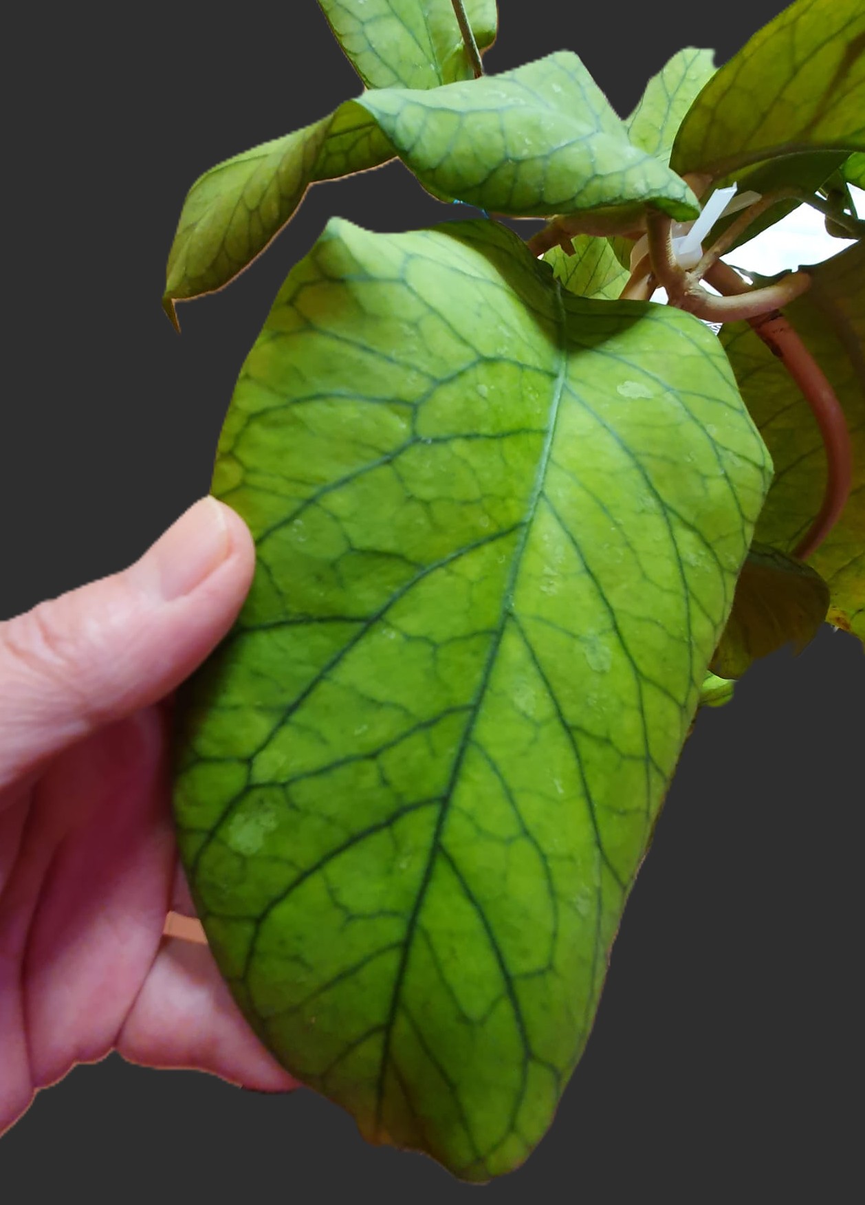 Hoya Meredithii GPS1105