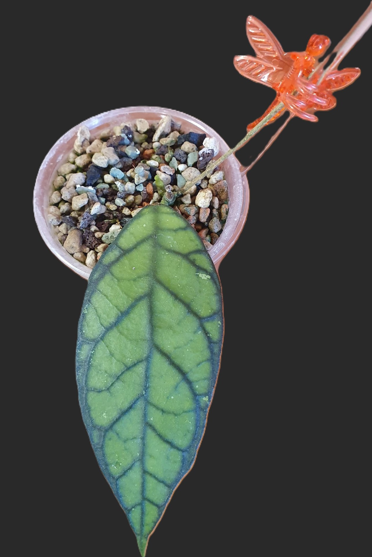 Hoya Callistophylla big leaves (Sabah, Borneo)