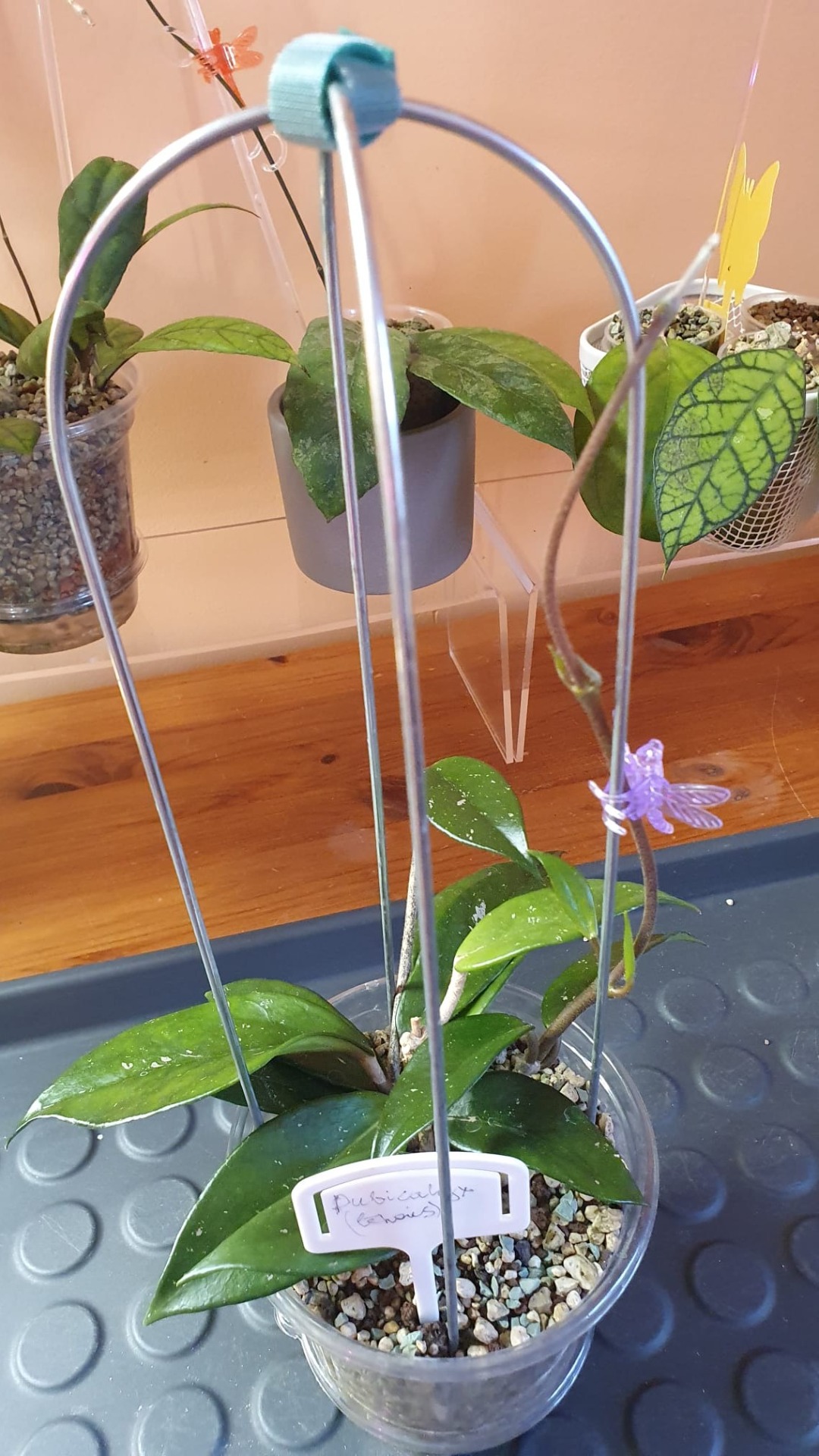 Hoya Pubicalyx (lēnais) ūsa piestiprināta pie atbalsta loka
