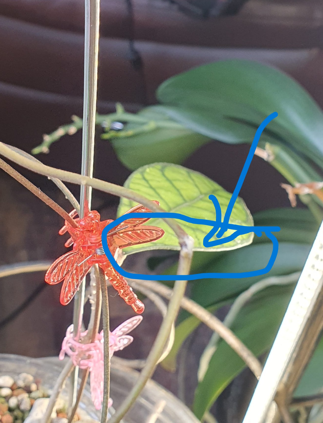 Hoya Callistophylla big leaves (Sabah, Borneo) stiprināšanas brīdī - izdalās sula traumas rezultātā