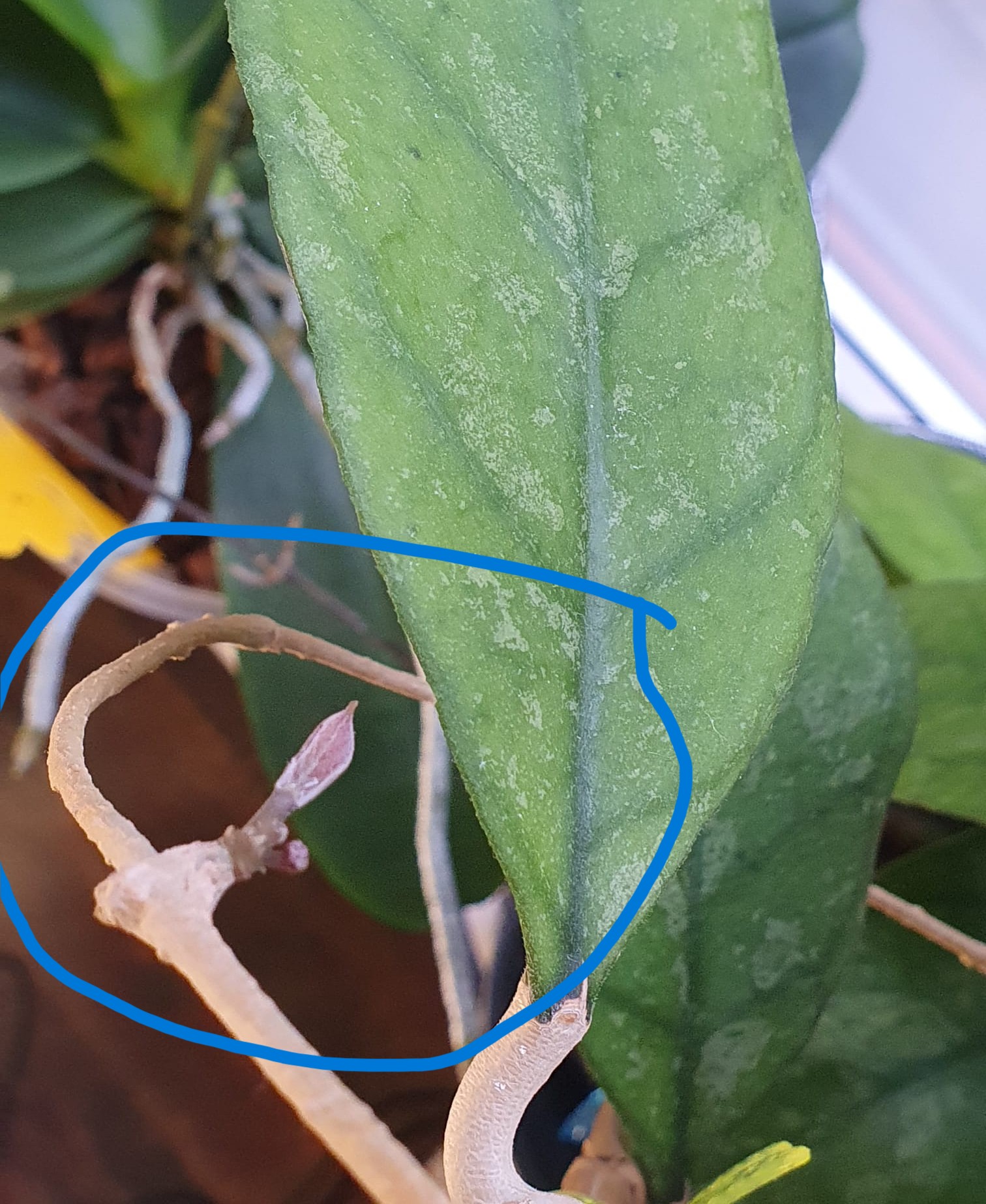 Hoya Finlaysonii sp.Chicken Farm splash leaves aktivizējis pumpuru uz it kā kalst sākušas ūsas, aug reizē lapiņa un ziedpumpurs