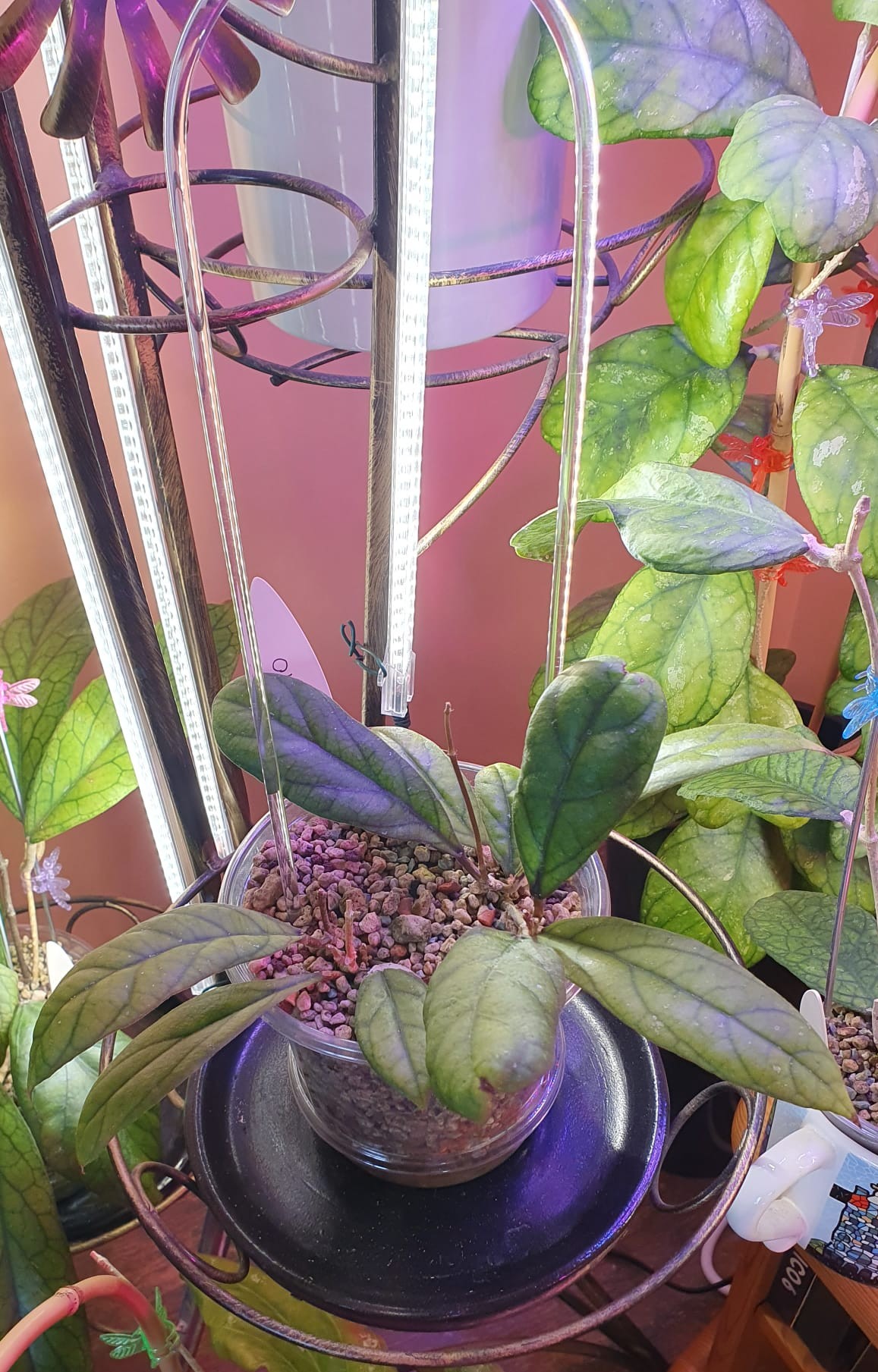 Hoya Forbesii EPC-540 atbalsta loks ievietots jau laicīgi