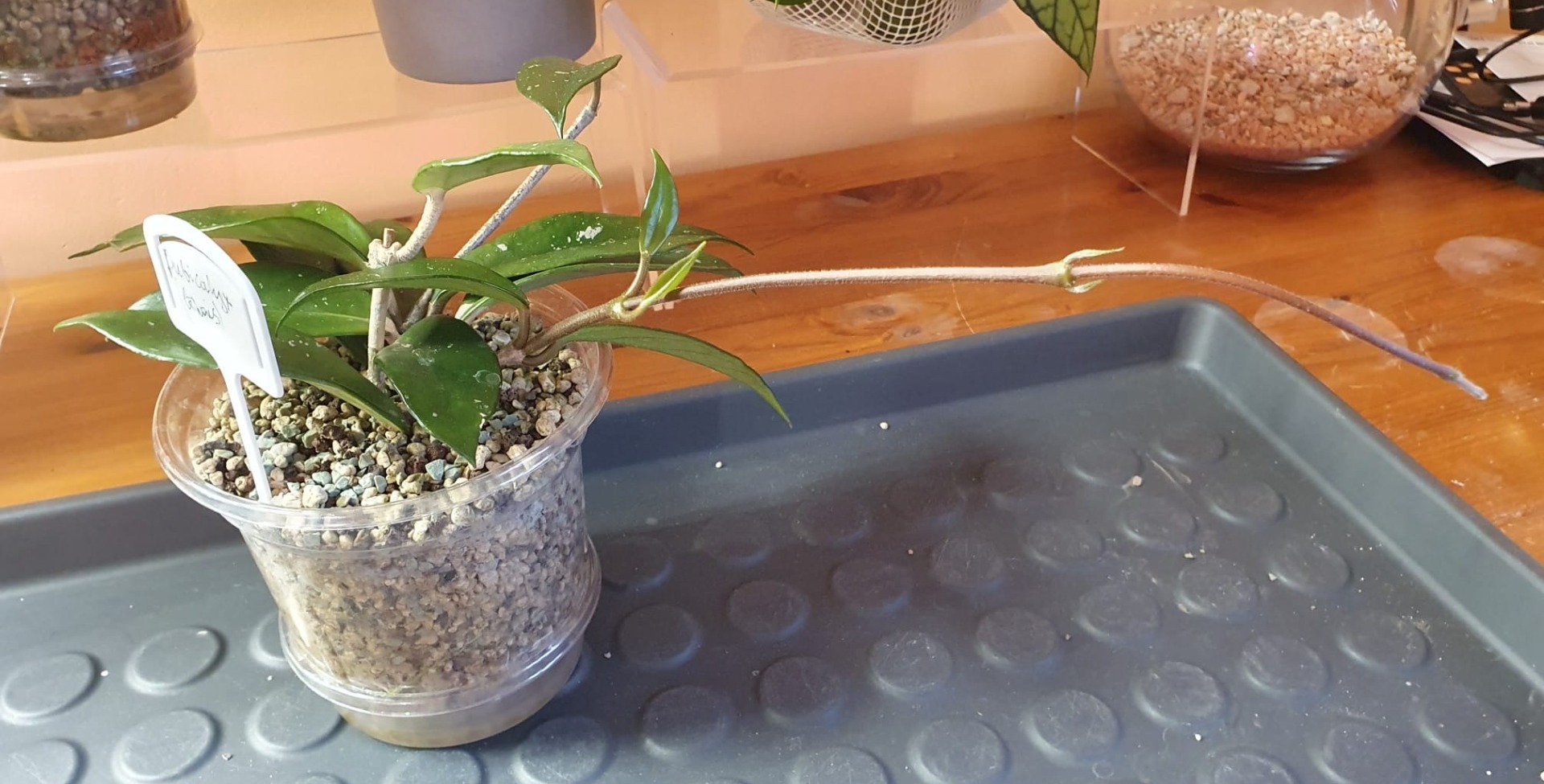 Hoya Pubicalyx (slow) before giving support