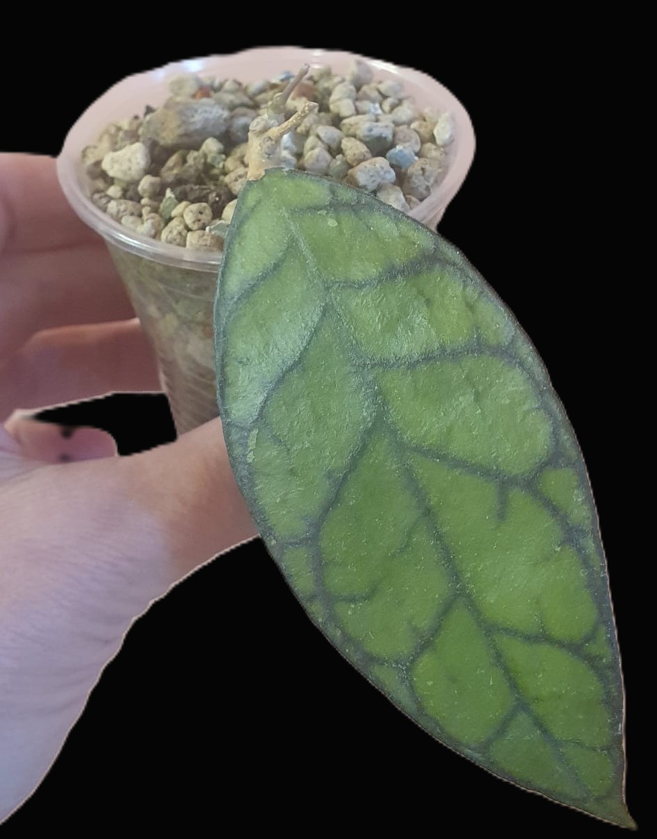 Hoya Callistophylla big leaves (Sabah, Borneo)