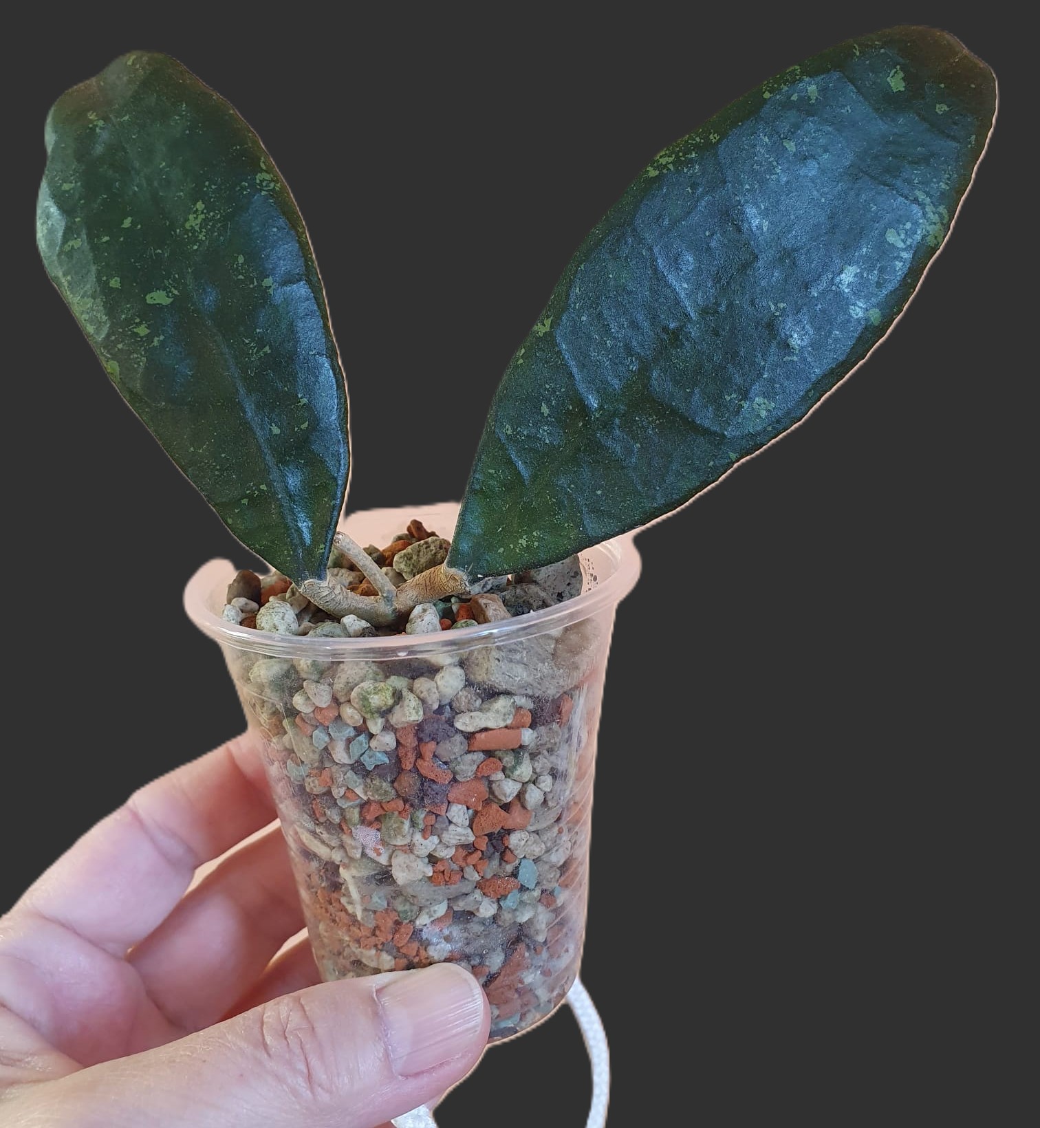 Hoya Finlaysonii Dark Flower