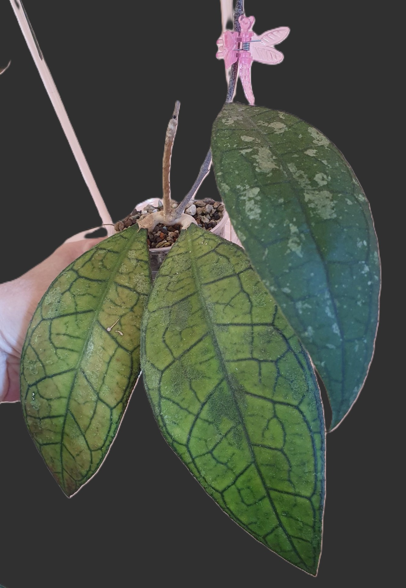 Hoya sp. DMC5655B