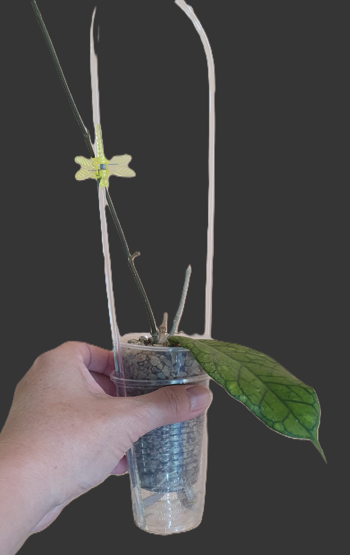 Hoya cv. Alyona