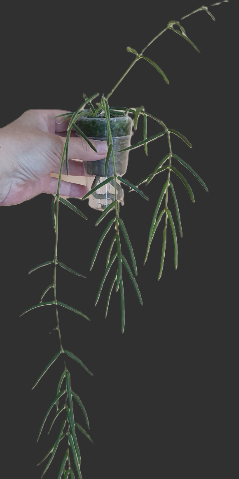 Hoya Linearis