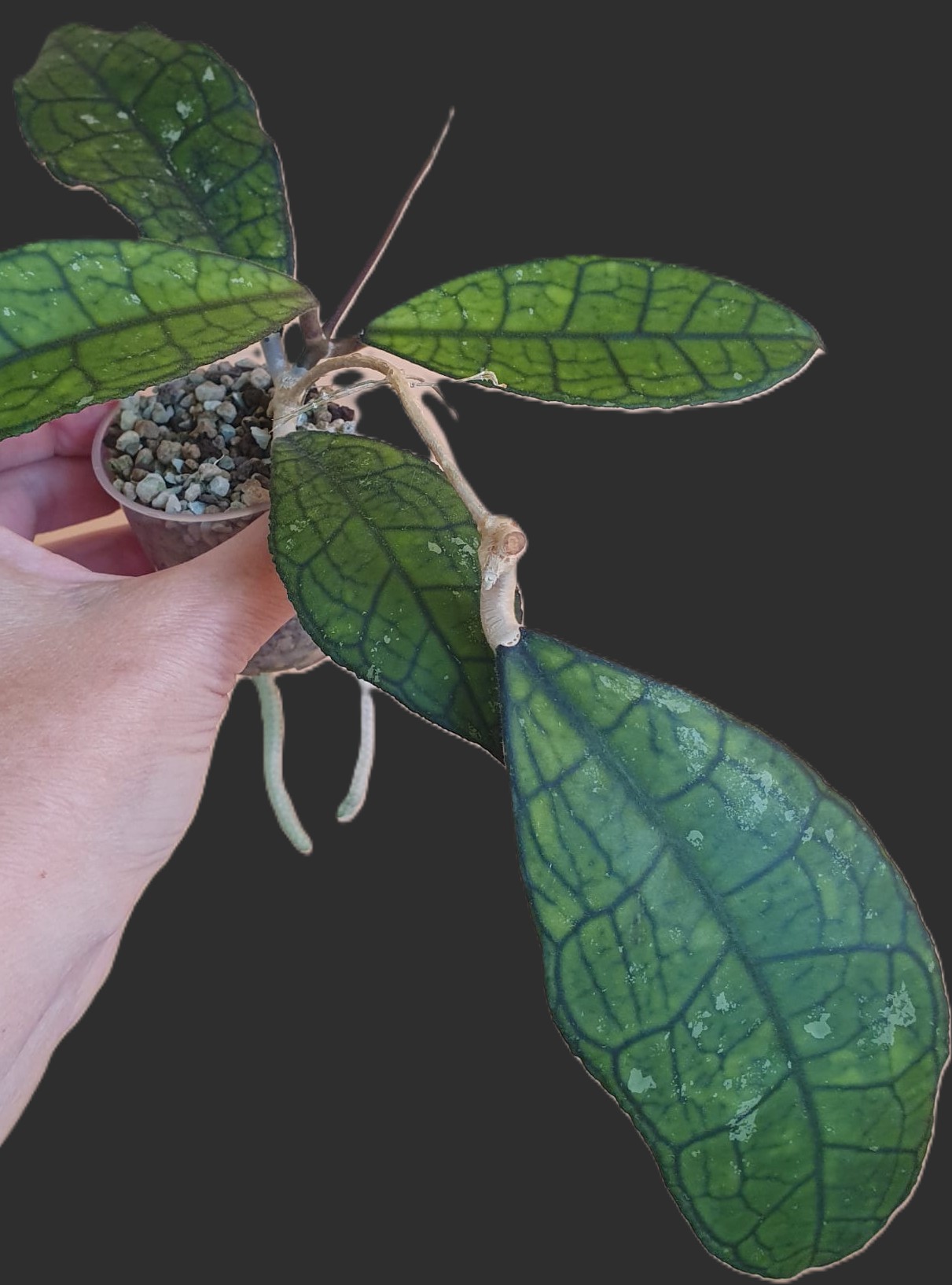 Hoya Finlaysonii EPC-317