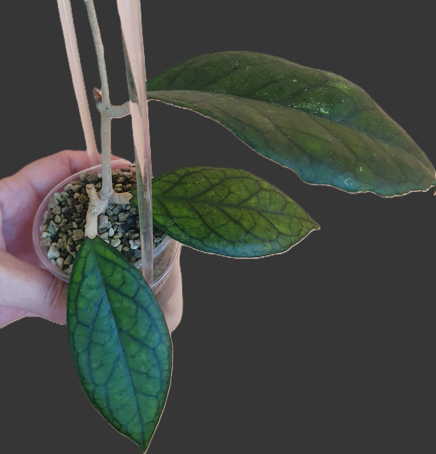 Hoya New Hybrid 1