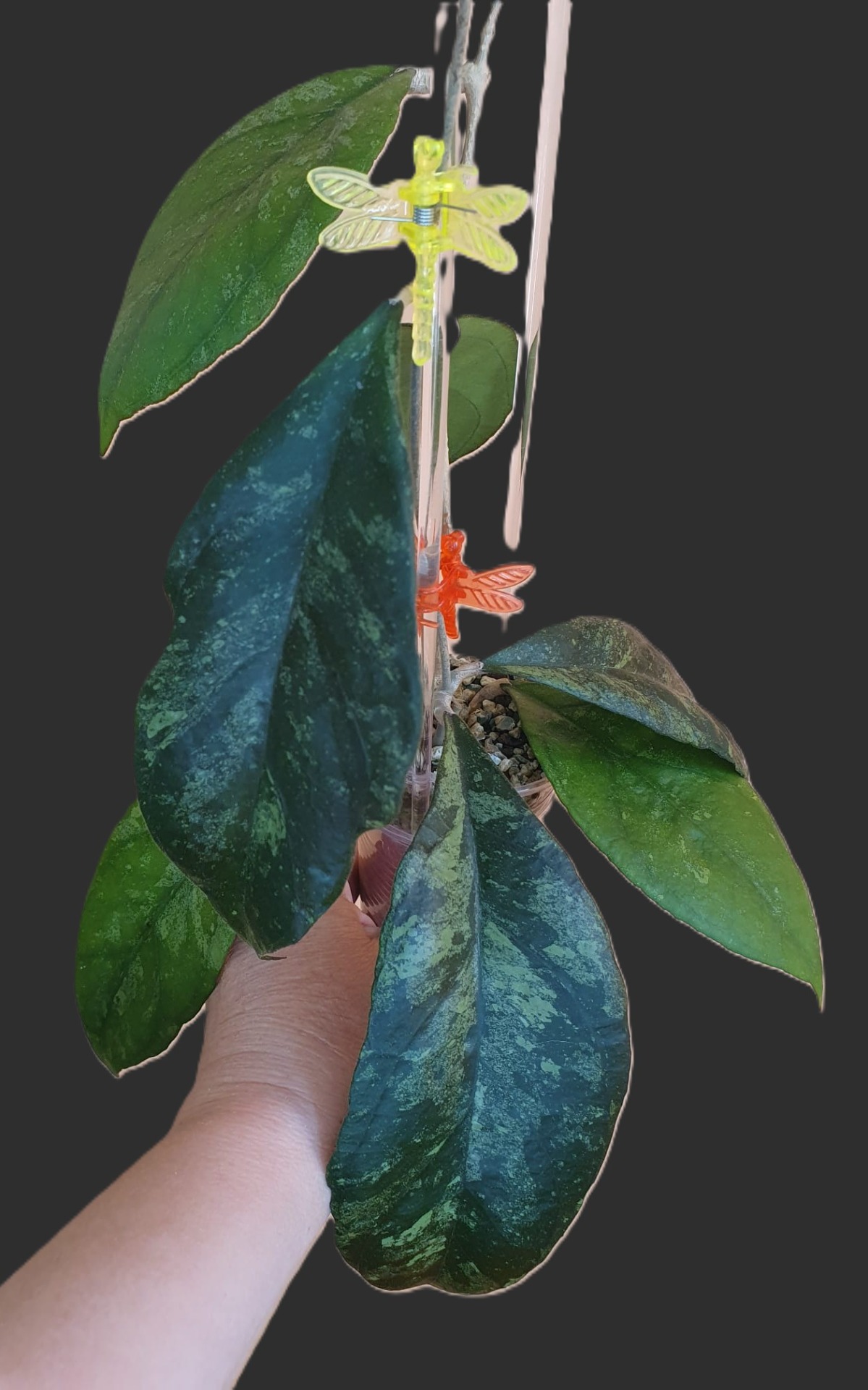 Hoya Finlaysonii sp.Chicken Farm splash leaves