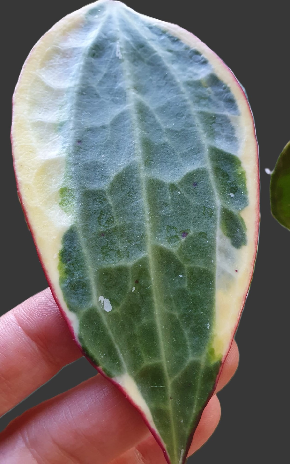 Hoya Latifolia Albomarginata (Macrophylla)