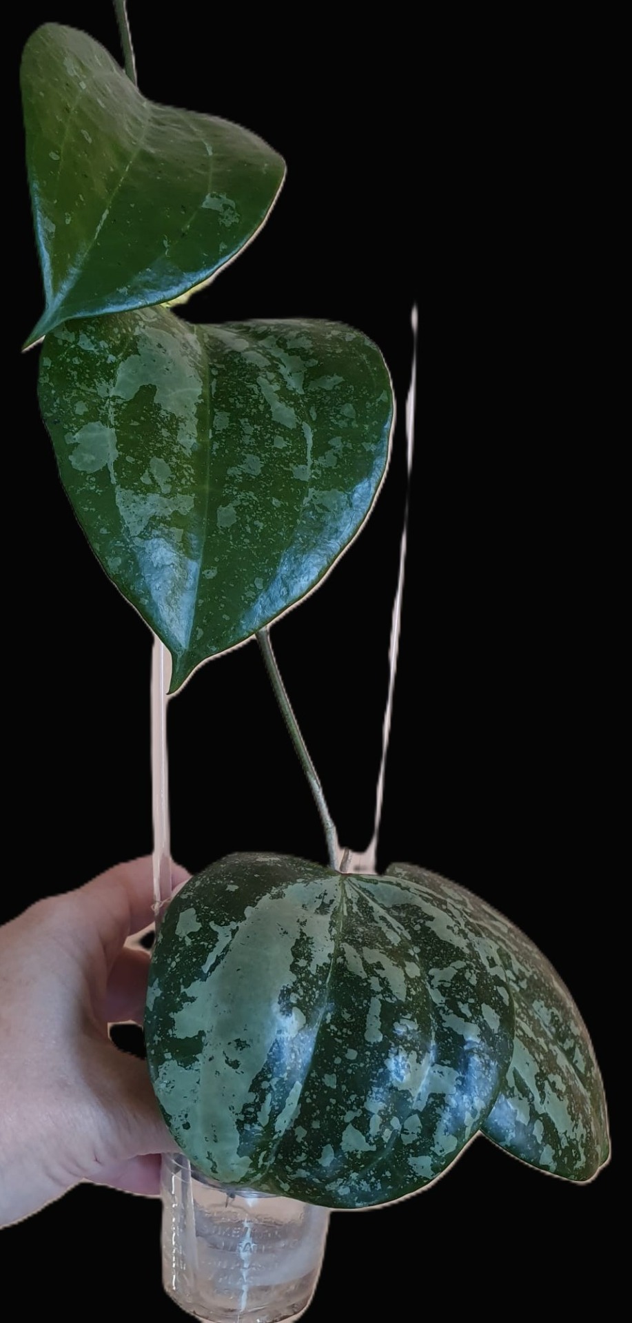 Hoya Macrophylla Snow Queen_12.08.2025