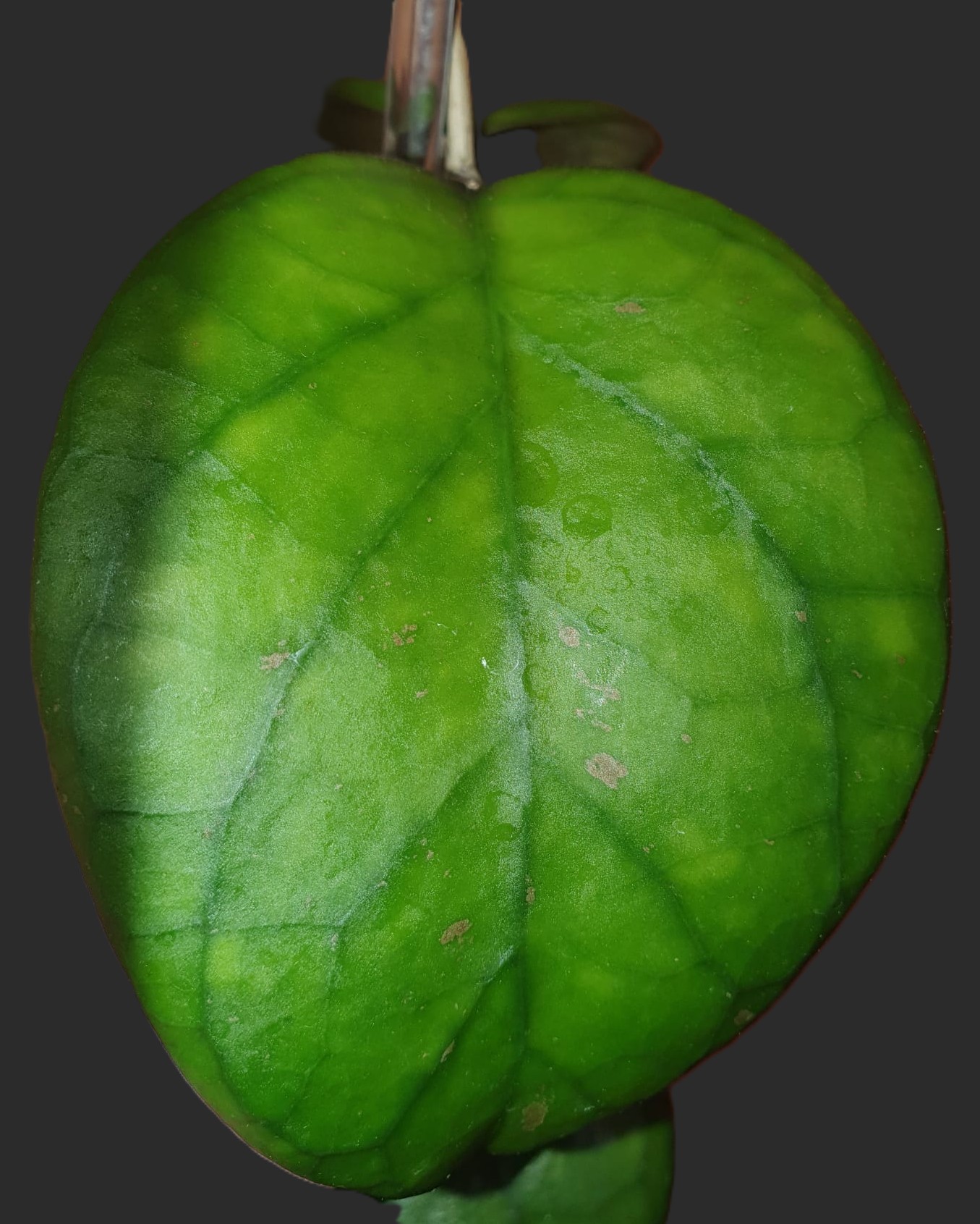 Hoya 'Ricardo' (SS13-05)
