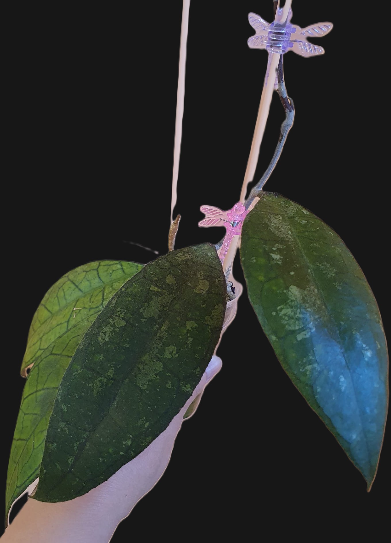 Hoya sp. DMC5655B