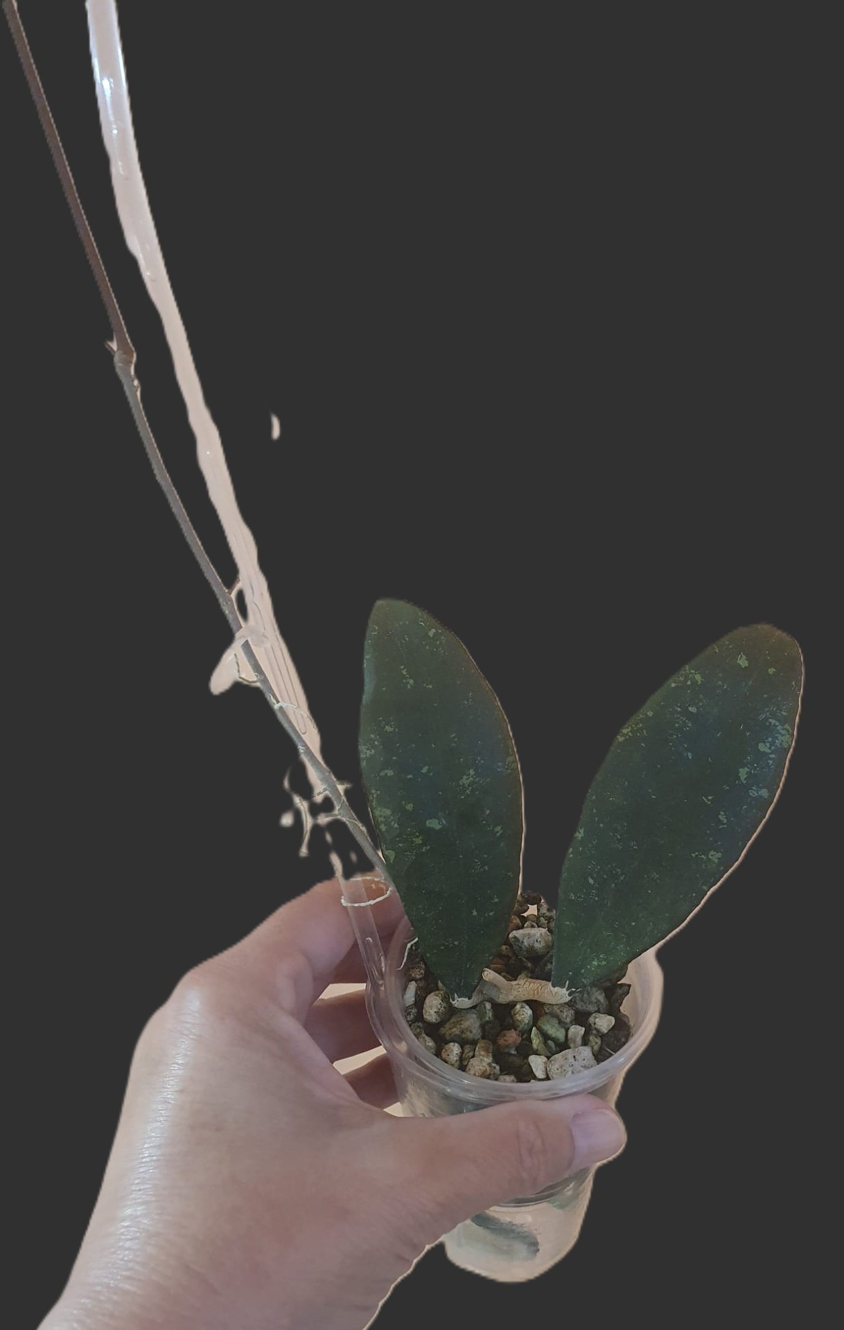 Hoya finlaysonii (dark flower)