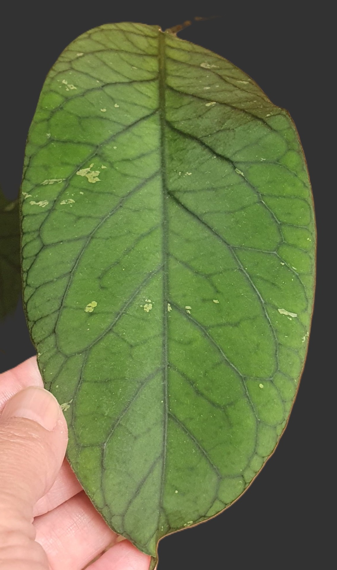 Hoya meredithii GPS1105