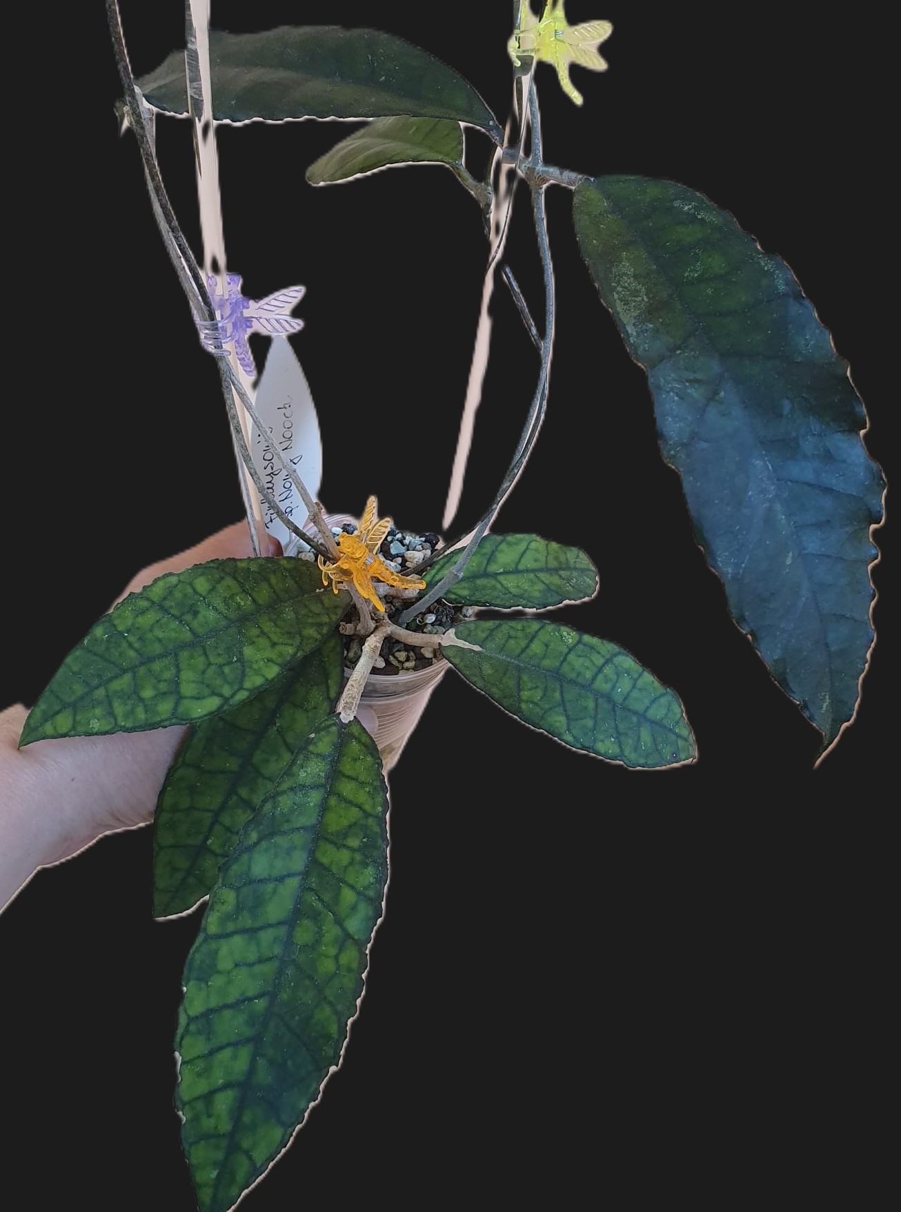 Hoya finlaysonii sp. Nong Nooch IML1541