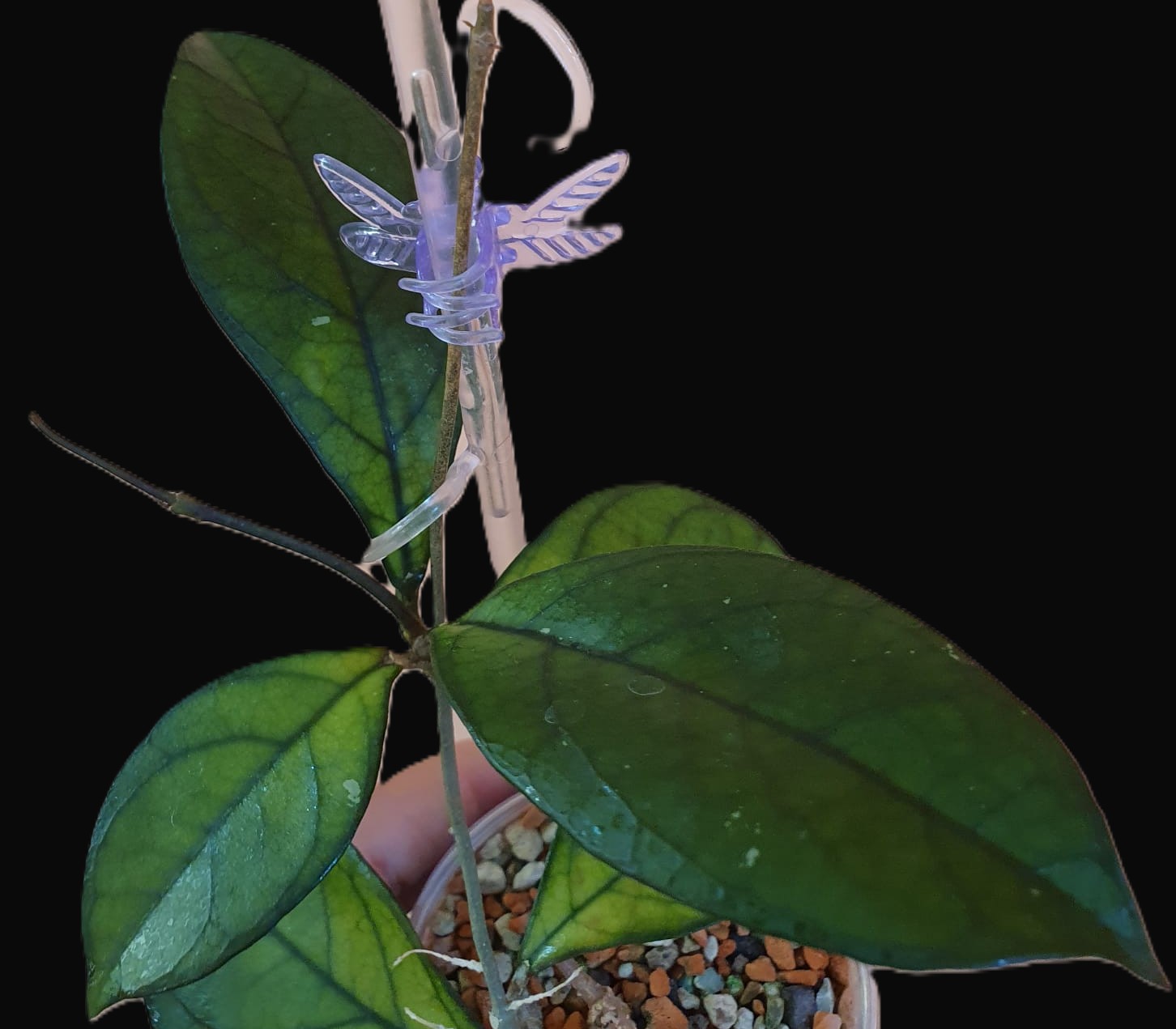 Hoya crassipetiolata (round leaves)