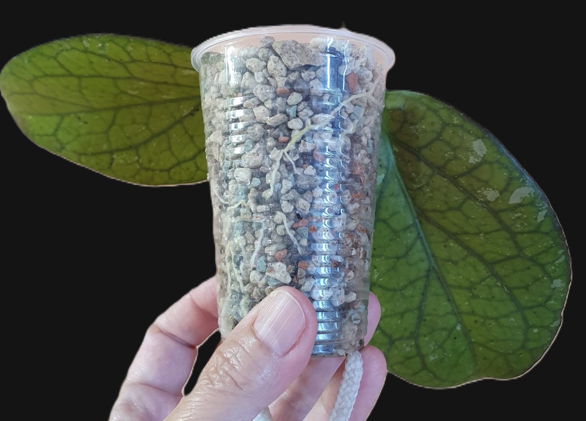 Hoya 'Priktai'