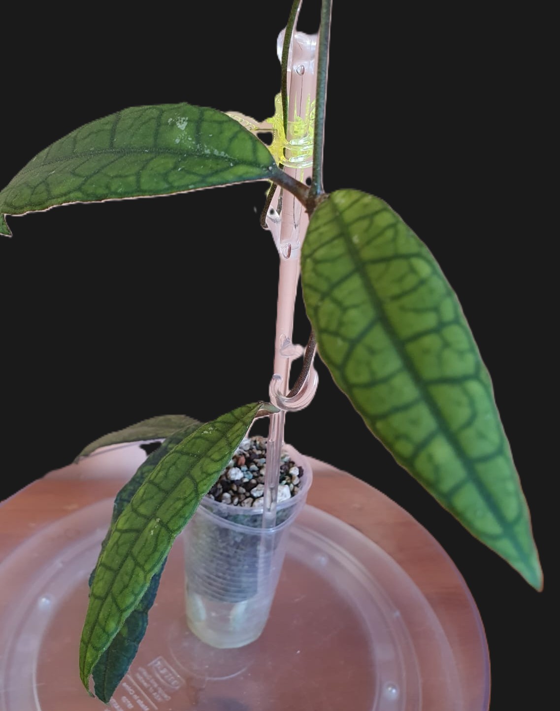 Hoya finlaysonii