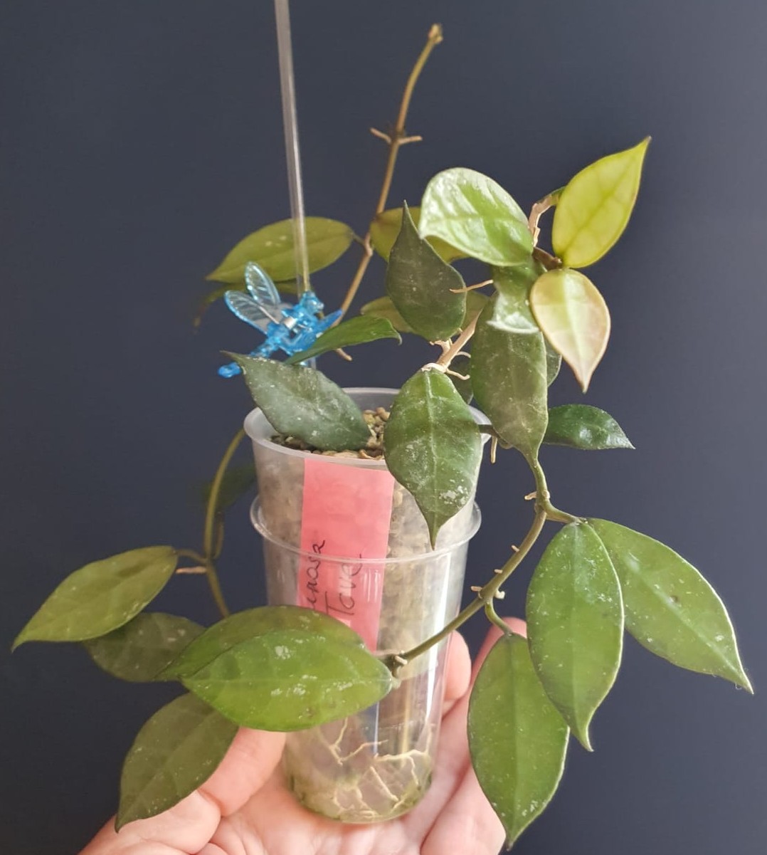 Hoya lacunosa 'Tove'