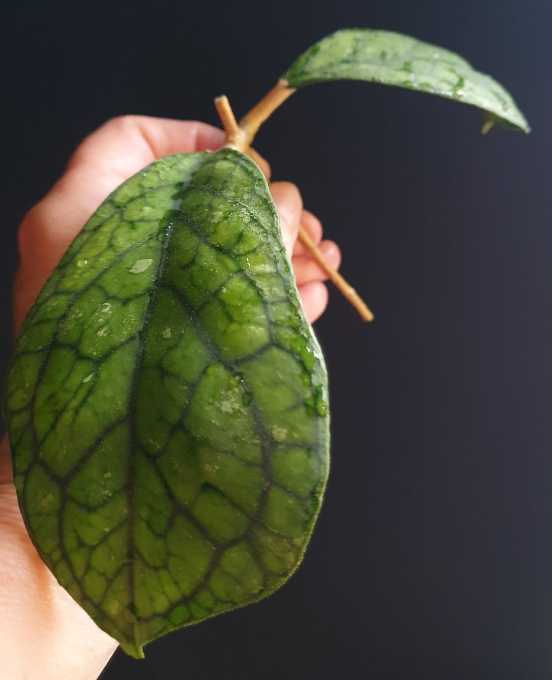 Hoya 'Irina'